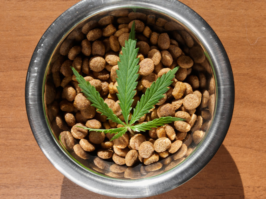 You can mix CBD in your pet's food.