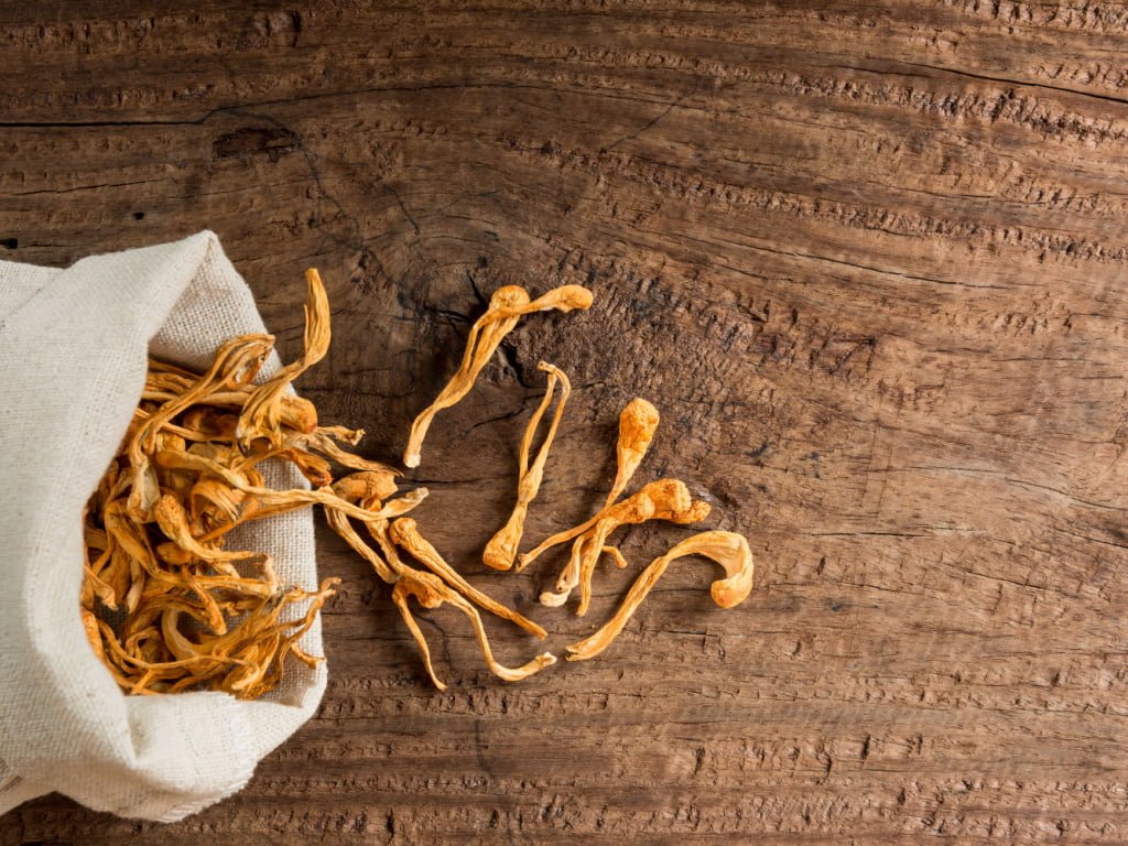 Cordyceps in India