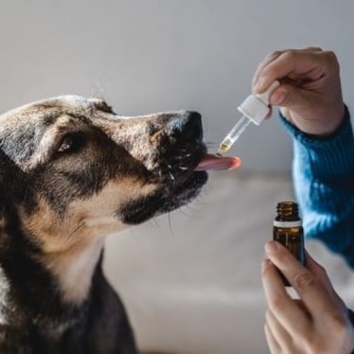 Pet,Dog,Taking,Cbd,Hemp,Oil, ,Canine,Licking,Cannabis